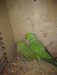 Indian ringneck parrot